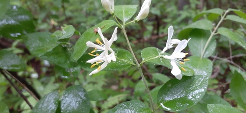 Lonicera morrowii