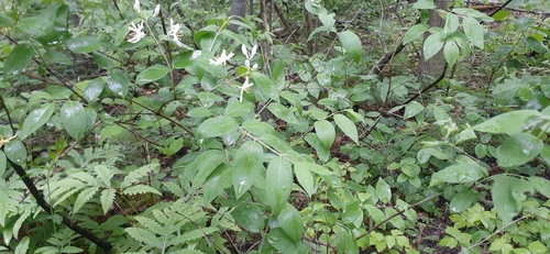 Lonicera morrowii