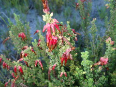 Erica monadelphia