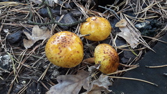 Pholiota adiposa