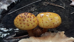 Pholiota adiposa