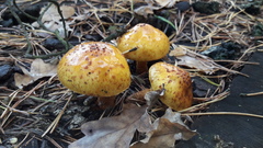 Pholiota adiposa