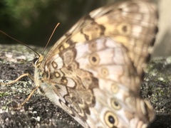 Neope goschkevitschii