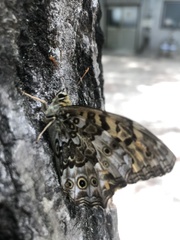 Neope goschkevitschii