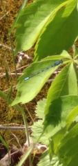 Enallagma exsulans
