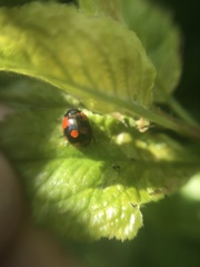 Adalia bipunctata