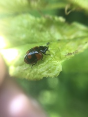 Adalia bipunctata