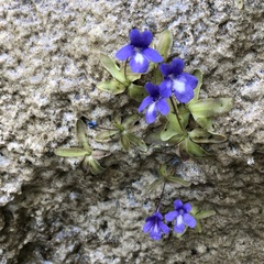 Pinguicula mariae