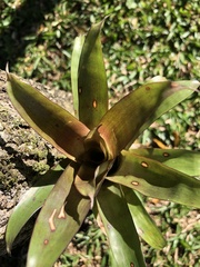 Bromeliaceae