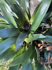 Bromeliaceae