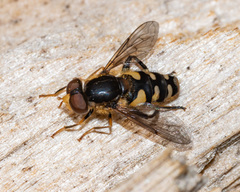 Parhelophilus flavifacies