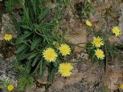 Crepis albida