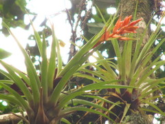 Tillandsia archeri