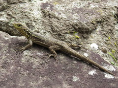 Stenocercus crassicaudatus