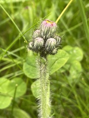 Pilosella aurantiaca