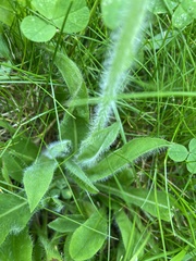 Pilosella aurantiaca