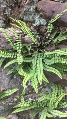 Asplenium trichomanes