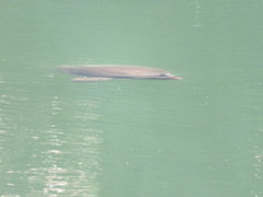 Apalone ferox