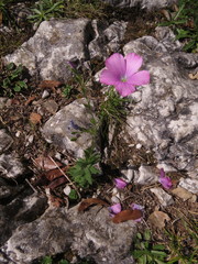 Linum viscosum