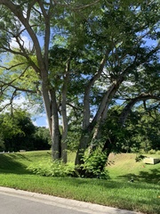 Enterolobium contortisiliquum