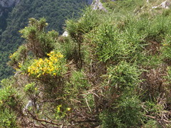 Genista hystrix
