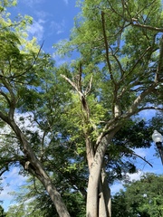 Enterolobium contortisiliquum