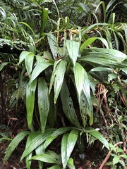 Calanthe formosana