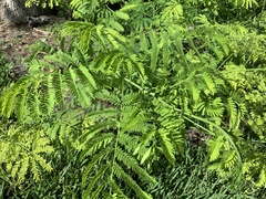 Enterolobium contortisiliquum