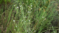 Psoralea oligophylla