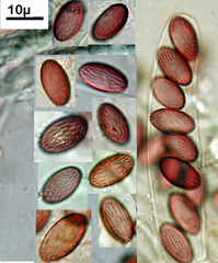 Ascobolus crenulatus image