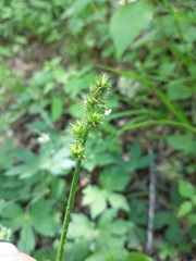Carex conjuncta