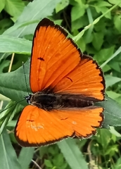 Lycaena dispar