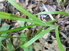 Carex conjuncta