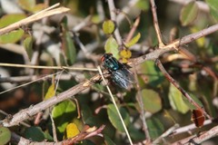 Compsomyiops callipes