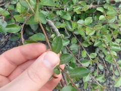 Cotoneaster dammeri
