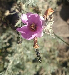 Austroscaeva occidentalis