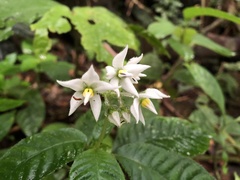 Argostemma solaniflorum
