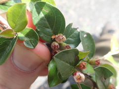 Cotoneaster dammeri