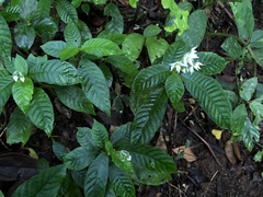Argostemma solaniflorum