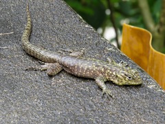 Stenocercus crassicaudatus