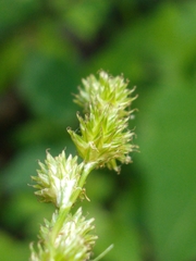 Carex normalis