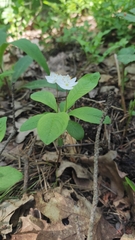 Lysimachia europaea
