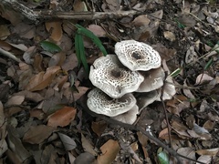 Basidiomycota