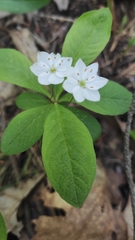 Lysimachia europaea