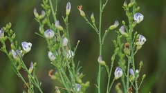Psoralea oligophylla