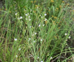 Psoralea oligophylla