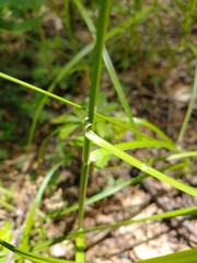 Carex normalis