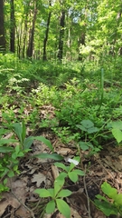 Lysimachia europaea
