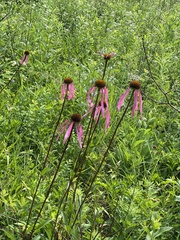 Echinacea laevigata