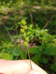 Carex normalis